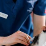 動物看護師について【求人や仕事内容、平均給与とは？】