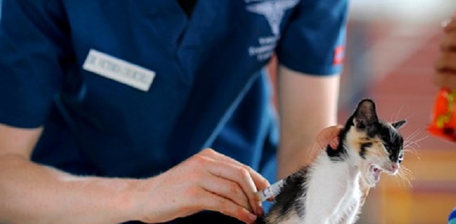動物看護師について【求人や仕事内容、平均給与とは？】